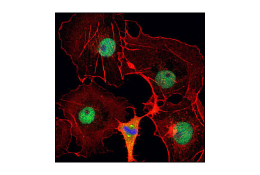 Immunofluorescence Image 1: NuMA Antibody