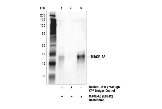 Immunoprecipitation Image 1: MAGE-A3 (E9S4X) Rabbit mAb