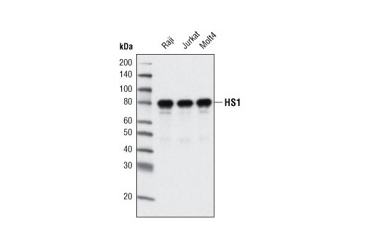 Western Blotting Image 1: HS1 (D83A8) XP® Rabbit mAb (Human Specific)