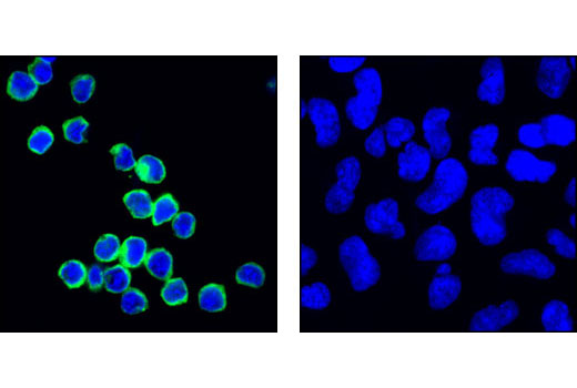 Immunofluorescence Image 1: HS1 (D83A8) XP® Rabbit mAb