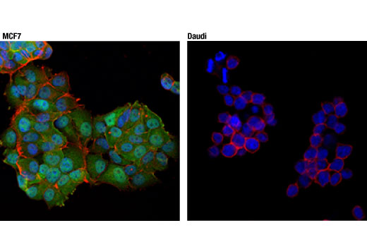 Immunofluorescence Image 1: ARC (D7Q3G) Rabbit mAb