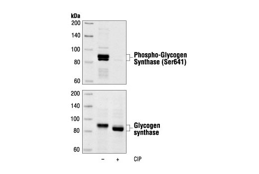 Western Blotting Image 1: Phospho-Glycogen Synthase (Ser641) Antibody