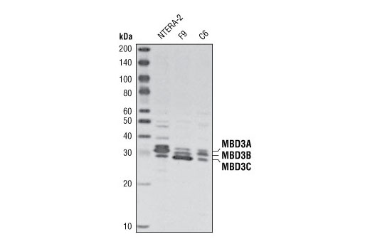 Western Blotting Image 1: MBD3 Antibody