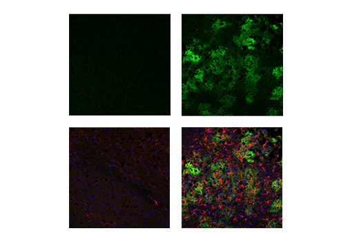 Immunofluorescence Image 2: CD44 (IM7) Rat mAb