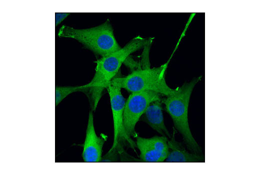 Immunofluorescence Image 1: GAPDH (14C10) Rabbit mAb (Alexa Fluor® 488 Conjugate)