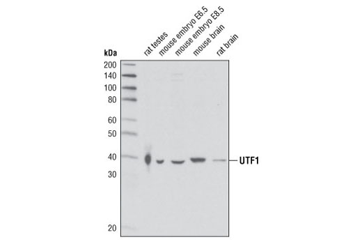 Western Blotting Image 1: UTF1 Antibody