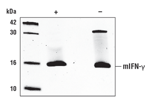  Image 1: Mouse Interferon-γ (mIFN-γ) Recombinant Protein