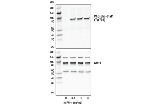  Image 3: Mouse Interferon-γ (mIFN-γ) Recombinant Protein