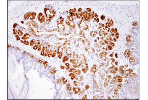 Immunohistochemistry Image 3: Olfm4 (D6Y5A) XP® Rabbit mAb (BSA and Azide Free)