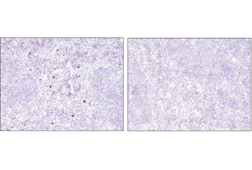 Immunohistochemistry Image 1: Olfm4 (D6Y5A) XP® Rabbit mAb (BSA and Azide Free)