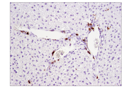 Immunohistochemistry Image 3: CD11c (D1V9Y) Rabbit mAb (BSA and Azide Free)