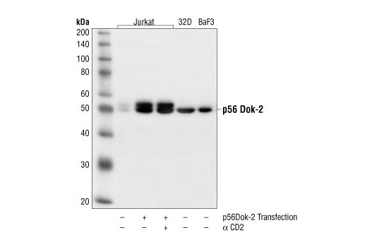 Western Blotting Image 1: p56Dok-2 Antibody