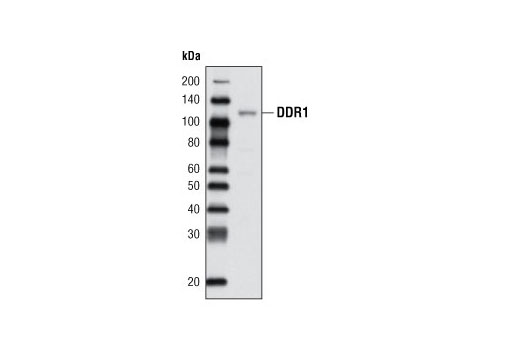 Western Blotting Image 1: DDR1 Antibody