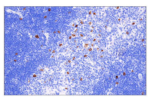 Immunohistochemistry Image 1: NK1.1/CD161 (E6Y9G) Rabbit mAb