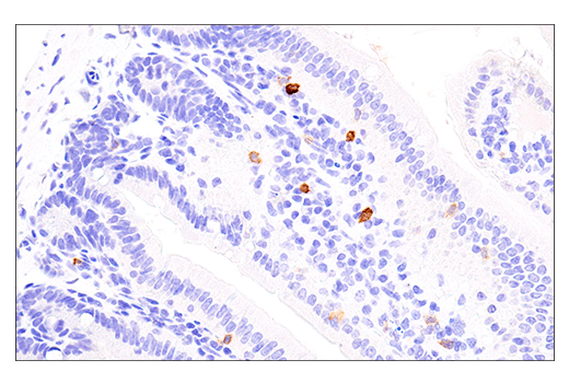 Immunohistochemistry Image 2: NK1.1/CD161 (E6Y9G) Rabbit mAb