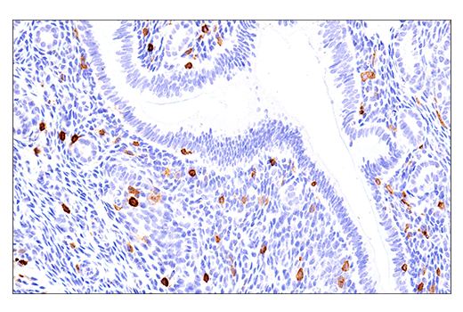 Immunohistochemistry Image 5: NK1.1/CD161 (E6Y9G) Rabbit mAb