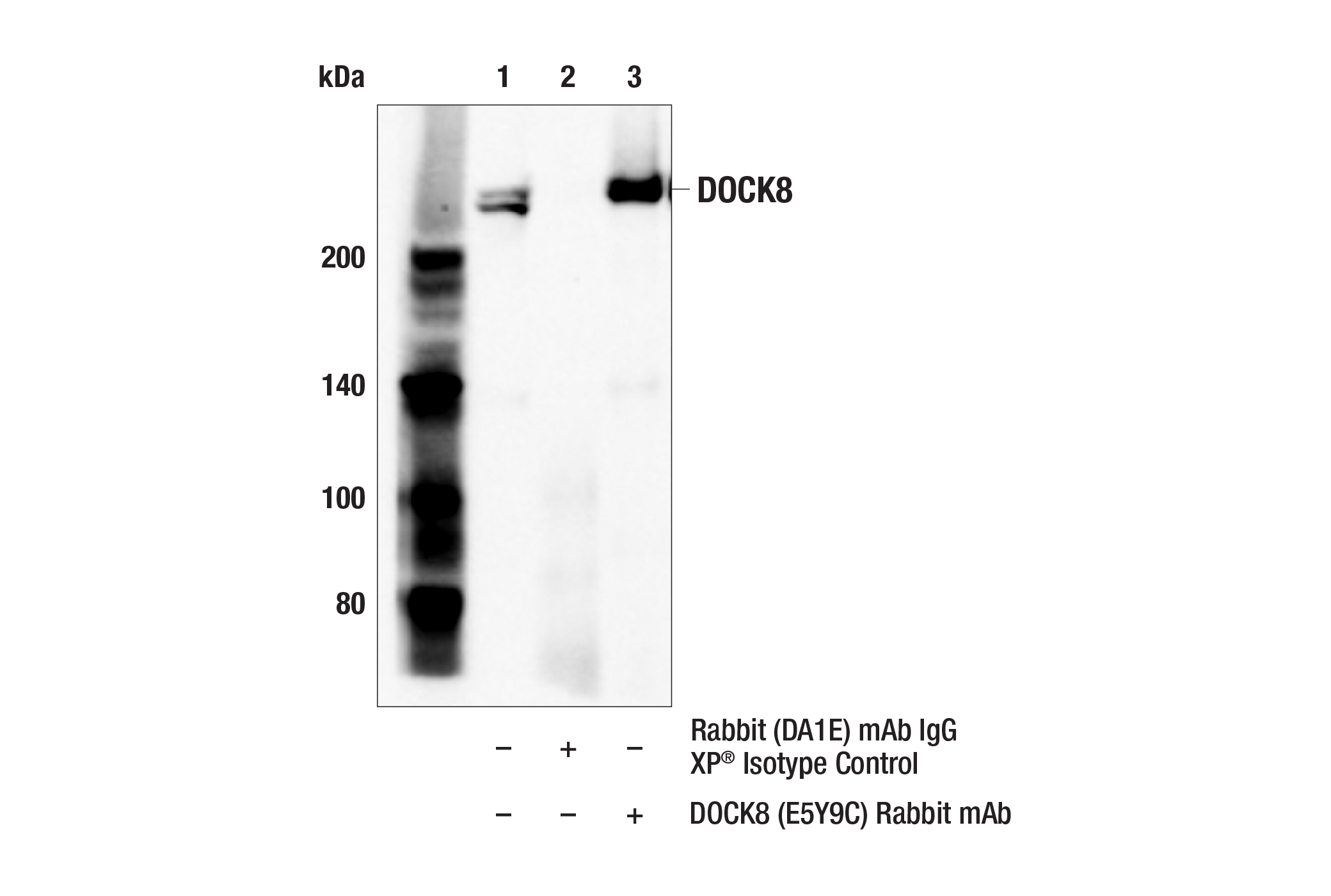 Immunoprecipitation Image 1: DOCK8 (E5Y9C) Rabbit mAb
