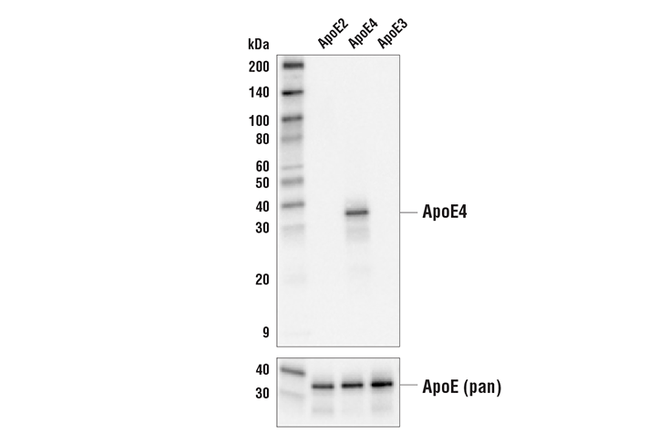 Western Blotting Image 1: ApoE4 (E5M4L) Rabbit mAb