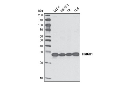 Western Blotting Image 1: HMGB1 Antibody