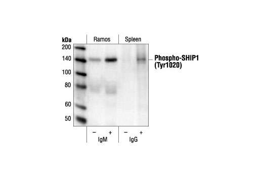 Western Blotting Image 1: Phospho-SHIP1 (Tyr1020) Antibody