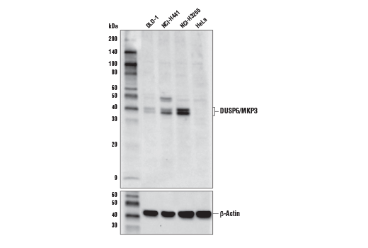 Western Blotting Image 1: DUSP6/MKP3 Antibody