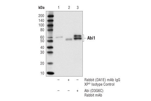 Immunoprecipitation Image 1: Abi1 (D3G6C) Rabbit mAb