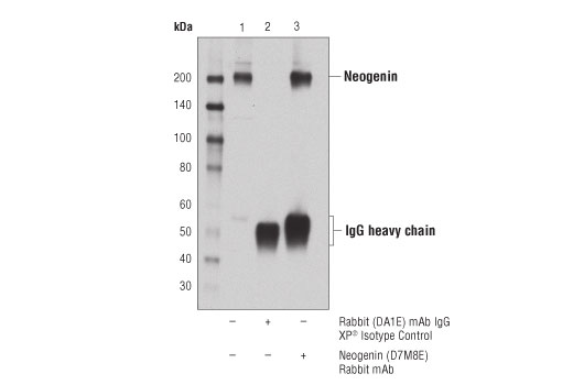 Immunoprecipitation Image 1: Neogenin (D7M8E) Rabbit mAb
