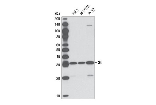 Western Blotting Image 1: S6 Ribosomal Protein (54D2) Mouse mAb (Biotinylated)