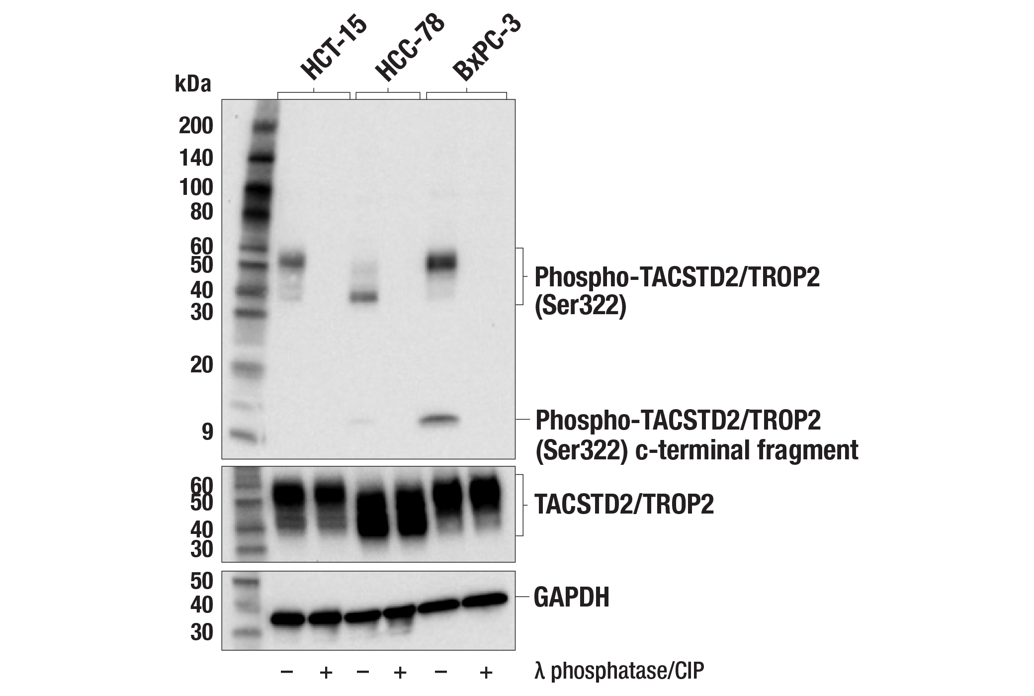 Western Blotting Image 2: Phospho-TACSTD2/TROP2 (Ser322) Antibody