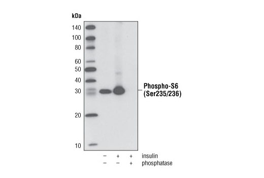 Western Blotting Image 1: Phospho-S6 Ribosomal Protein (Ser235/236) (D57.2.2E) XP® Rabbit mAb (Biotinylated)