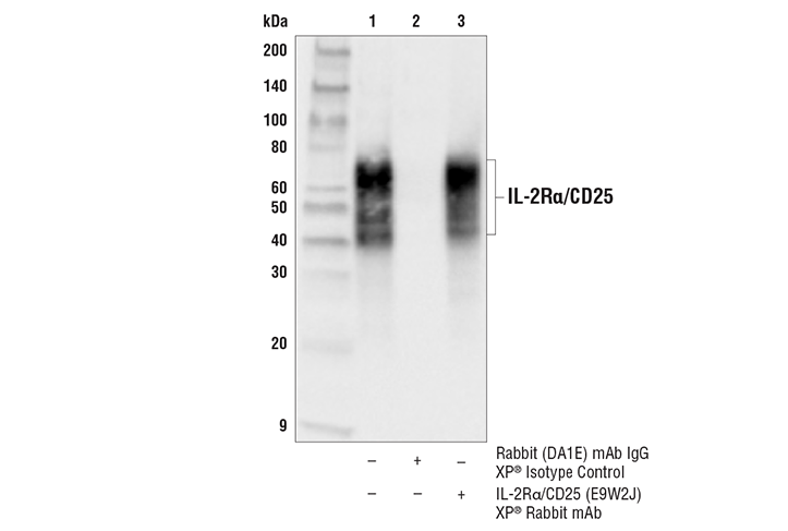 Immunoprecipitation Image 1: IL-2Rα/CD25 (E9W2J) XP® Rabbit mAb