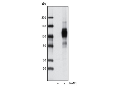 Western Blotting Image 1: FoxM1 Antibody