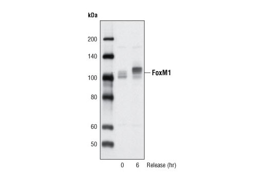 Western Blotting Image 2: FoxM1 Antibody