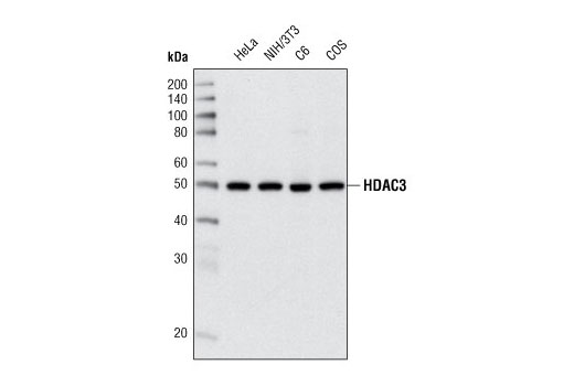 Western Blotting Image 1: HDAC3 (7G6C5) Mouse mAb
