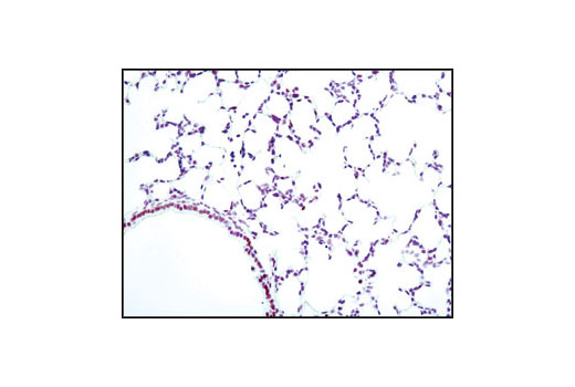 Immunohistochemistry Image 2: Phospho-CREB (Ser133) (87G3) Rabbit mAb (BSA and Azide Free)