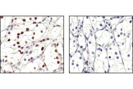 Immunohistochemistry Image 5: Phospho-CREB (Ser133) (87G3) Rabbit mAb (BSA and Azide Free)