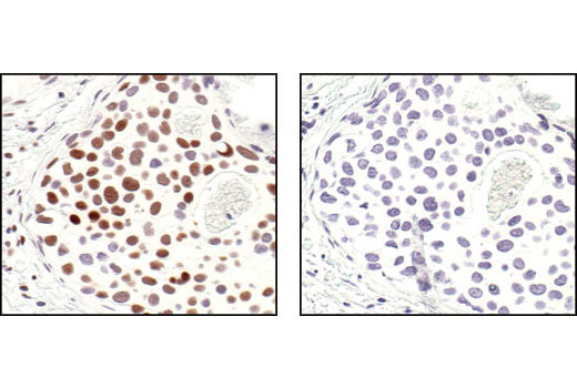 Immunohistochemistry Image 3: Phospho-CREB (Ser133) (87G3) Rabbit mAb (BSA and Azide Free)