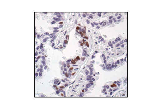 Immunohistochemistry Image 1: Phospho-CREB (Ser133) (87G3) Rabbit mAb (BSA and Azide Free)