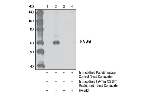 Immunoprecipitation Image 1: HA-Tag (C29F4) Rabbit mAb (Sepharose® Bead Conjugate)