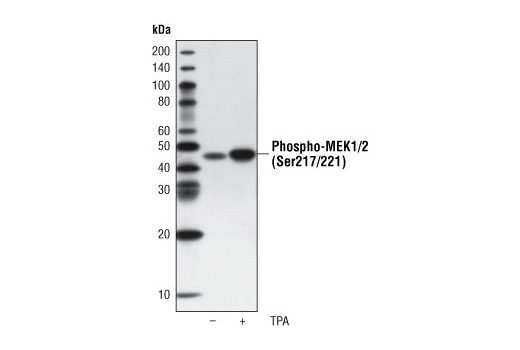 Western Blotting Image 1: Phospho-MEK1/2 (Ser217/221) (41G9) Rabbit mAb (Biotinylated)