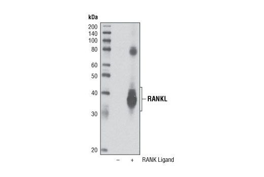 Western Blotting Image 1: RANK Ligand (R2) Antibody