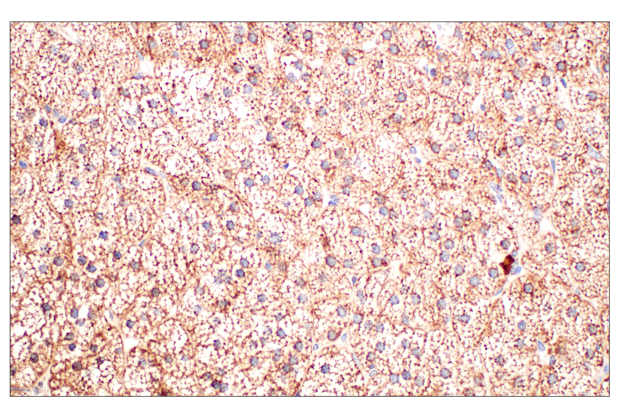 Immunohistochemistry Image 4: GOT2 (F4P3R) Rabbit mAb