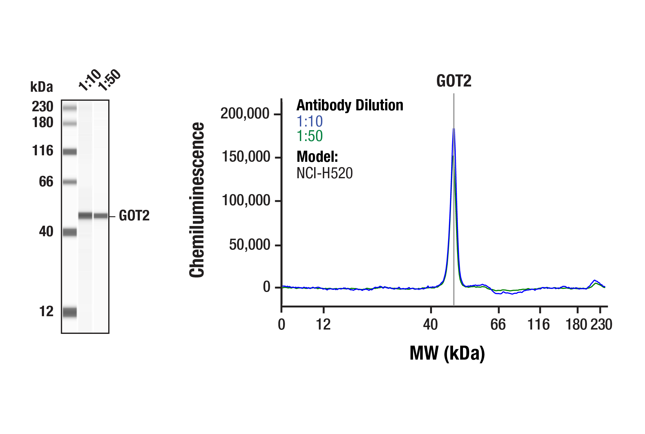  Image 2: Glutathione Metabolism/Ferroptosis Antibody Sampler Kit