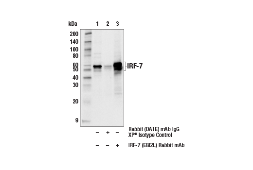 Immunoprecipitation Image 1: IRF-7 (E8I2L) Rabbit mAb