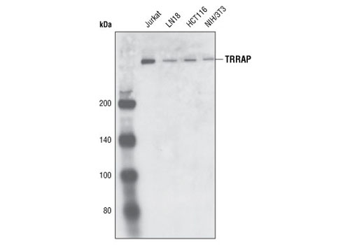 Western Blotting Image 1: TRRAP (D2966) Antibody