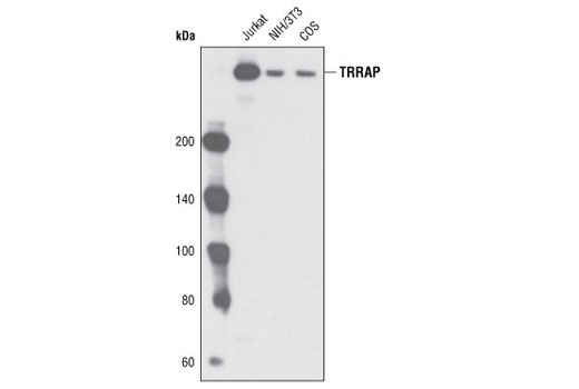Western Blotting Image 1: TRRAP (P2032) Antibody