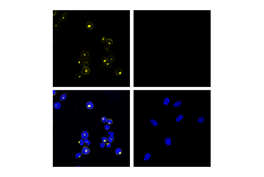Immunofluorescence Image 1: Neutrophil Elastase (E9C9L) XP® Rabbit mAb (Alexa Fluor® 555 Conjugate)