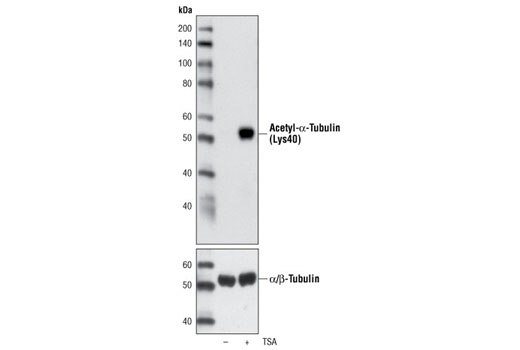 Western Blotting Image 1: Acetyl-α-Tubulin (Lys40) Antibody