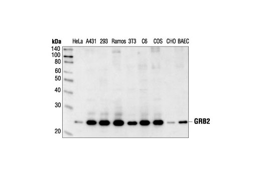 Western Blotting Image 1: GRB2 Antibody