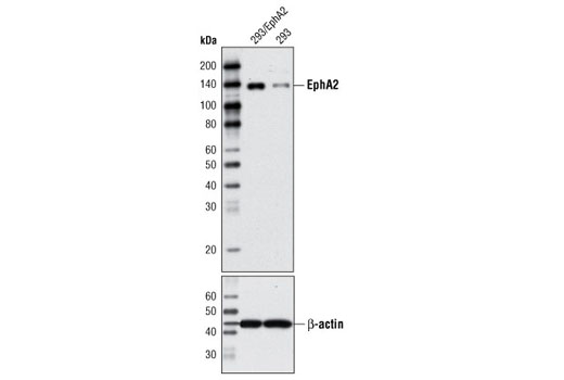 Western Blotting Image 1: EphA2 Antibody